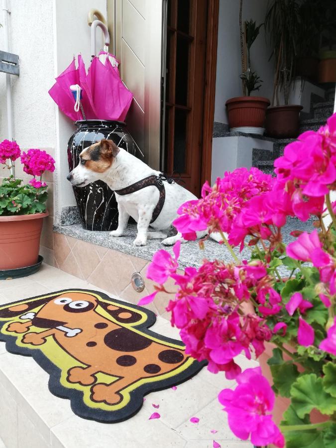 ベラーリア・イジェア・マリーナLa Casa Di Pamyアパートメント エクステリア 写真
